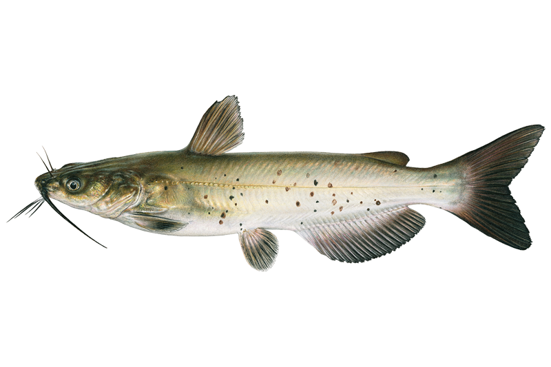 Crooked Lake Fishing in Indiana - Maps, Reports, & Best Spots