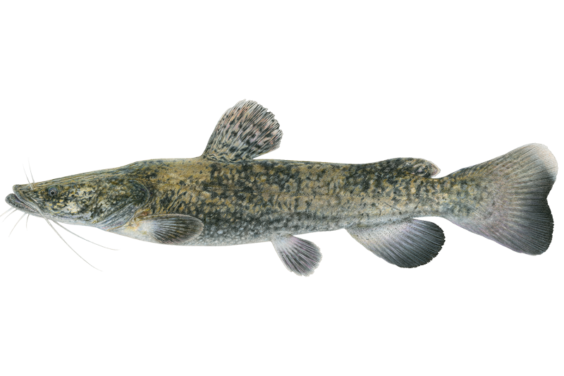 Hitchcock Creek Fishing in North Carolina - Maps, Reports, & Best