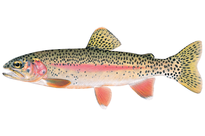 Trout Brook Fishing in Minnesota - Maps, Reports, & Best Spots
