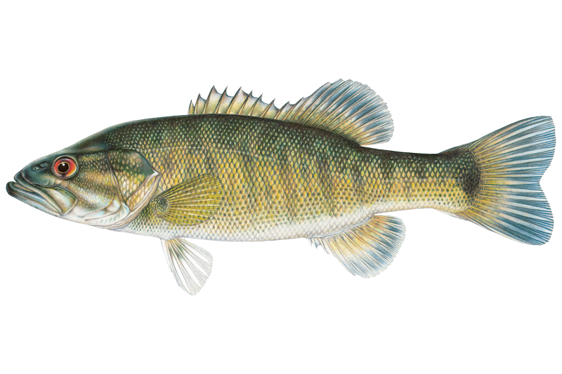 cartecay river fishing lures Lifelike for Bass, Trout, Walleye, Predator Fish - Realistic Multi Jointed Fish Popper Swimbaits - Spinnerbaits Lure Fishing Tackle Kits - Freshwater and Saltwater Crankbaits the Eye Candy Minnow swims and moves like the real thing Lets Go Night Time Bass